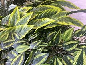 Müşteri yorumu görseli