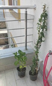 Müşteri yorumu görseli