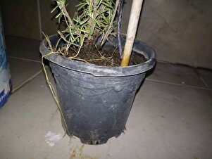 Müşteri yorumu görseli