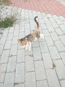 yorum görseli