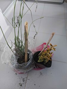 Müşteri yorumu görseli