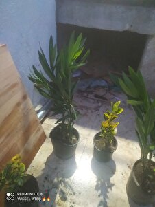 Müşteri yorumu görseli