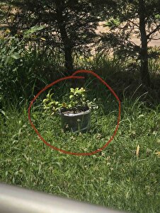 Müşteri yorumu görseli