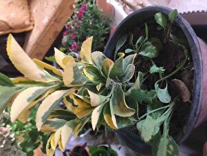 Müşteri yorumu görseli