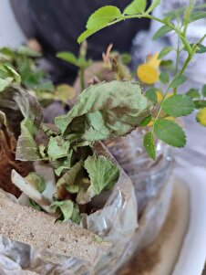 Müşteri yorumu görseli