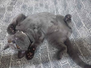 Müşteri yorumu görseli