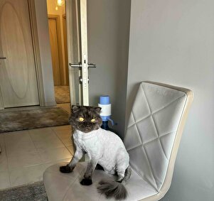 Yorum görseli