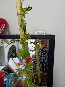 Müşteri yorumu görseli