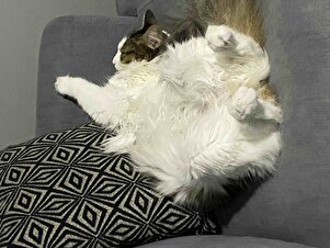 Değerlendirme fotoğrafı