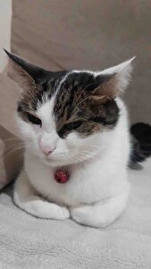 Müşteri yorumu görseli