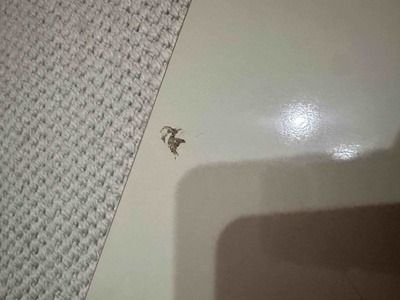 Müşteri yorumu görseli