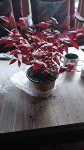 Müşteri yorumu görseli