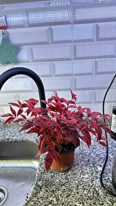 Müşteri yorumu görseli