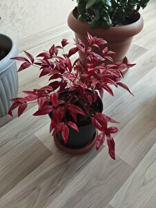 Müşteri yorumu görseli