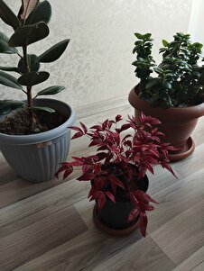 Müşteri yorumu görseli