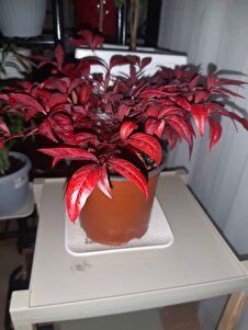 Müşteri yorumu görseli