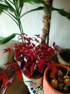 Müşteri yorumu görseli