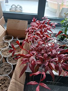 Müşteri yorumu görseli