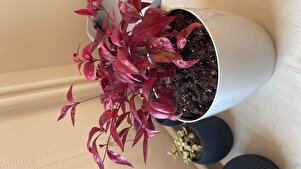 Müşteri yorumu görseli