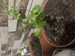 Müşteri yorumu görseli