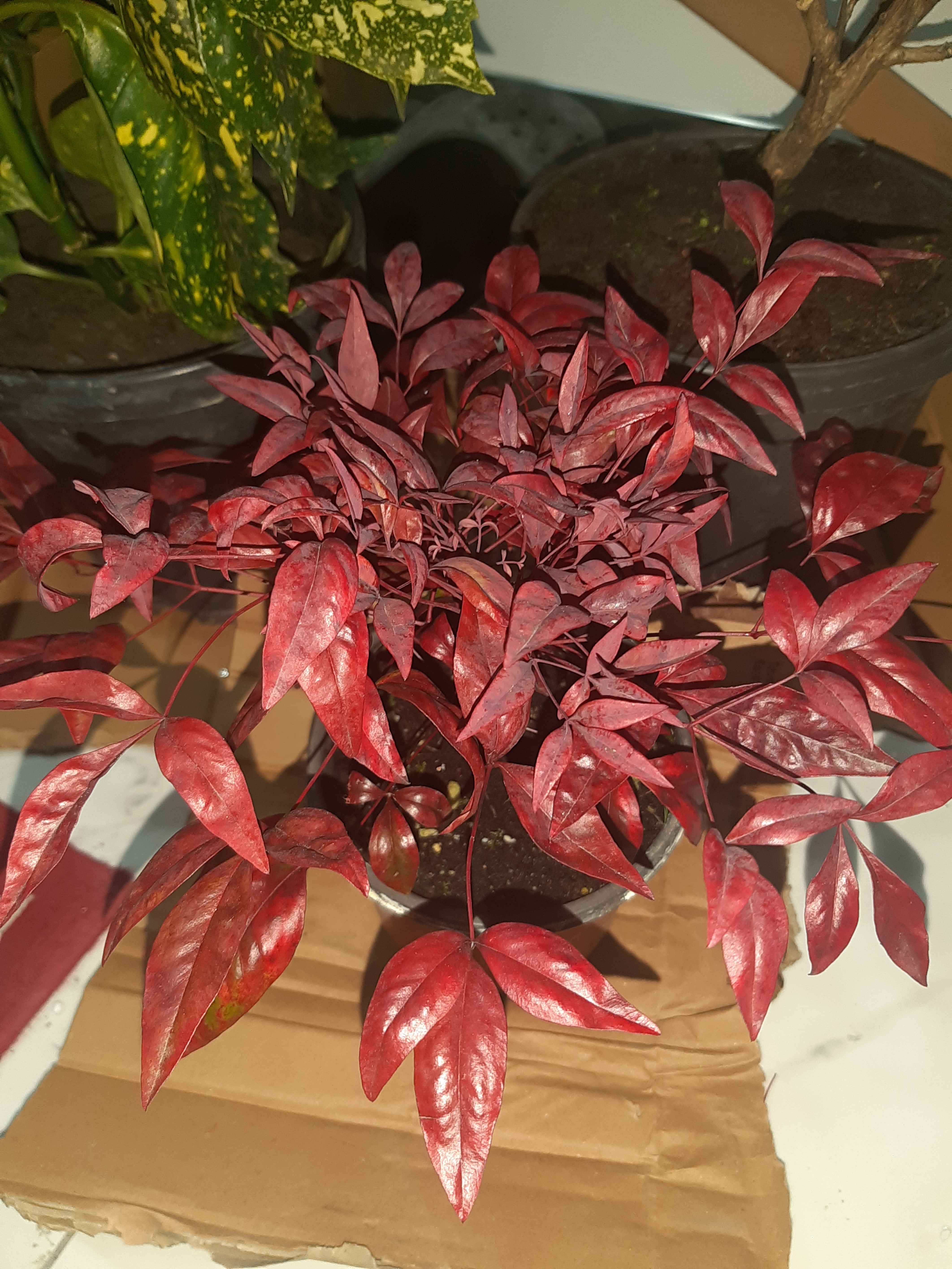 Müşteri yorumu görseli