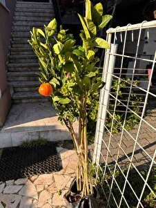 Müşteri yorumu görseli