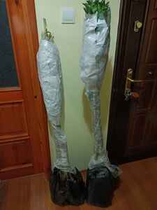 Müşteri yorumu görseli