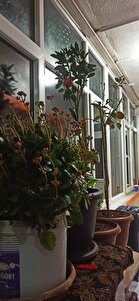 Müşteri yorumu görseli