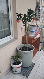 Müşteri yorumu görseli