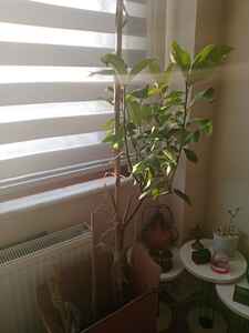 Müşteri yorumu görseli