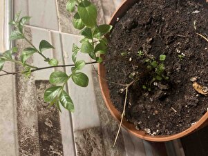 Müşteri yorumu görseli