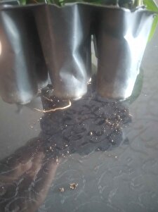 Müşteri yorumu görseli