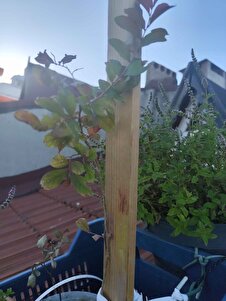 Müşteri yorumu görseli