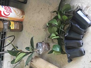 Müşteri yorumu görseli