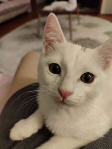 Değerlendirme fotoğrafı