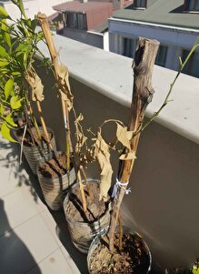 Müşteri yorumu görseli