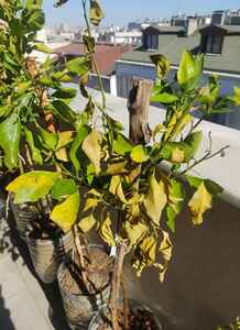 Müşteri yorumu görseli