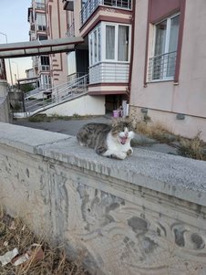 yorum görseli