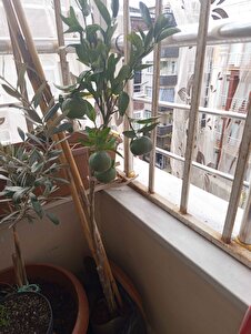 Müşteri yorumu görseli