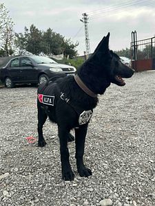 Müşteri yorumu görseli