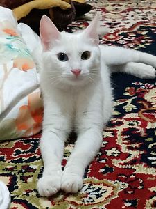 Müşteri yorumu görseli