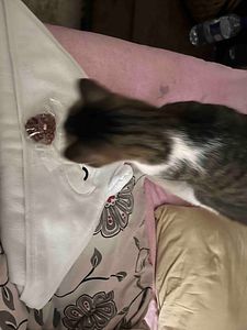Müşteri yorumu görseli