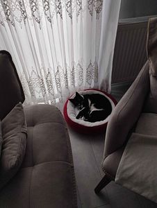 Müşteri yorumu görseli