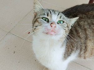 Müşteri yorumu görseli