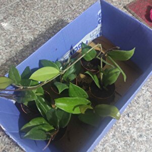 Müşteri yorumu görseli