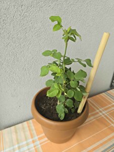 Müşteri yorumu görseli