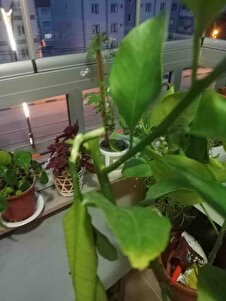 Müşteri yorumu görseli