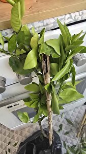 Müşteri yorumu görseli