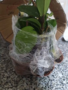 Müşteri yorumu görseli