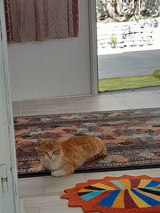 Müşteri yorumu görseli